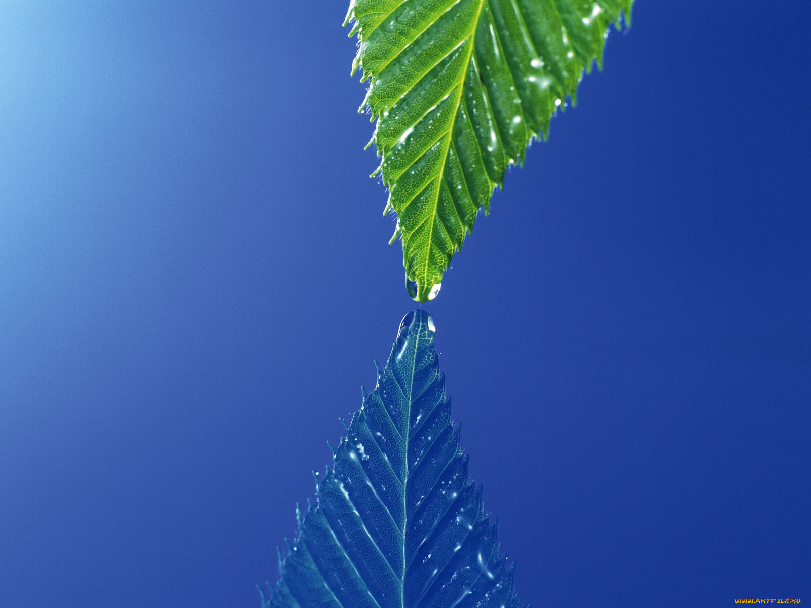 листья растений.